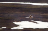 Sokol stehovavy - Falco peregrinus - Peregrine Falcon 5843
